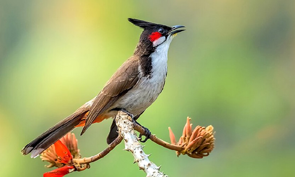  Chiều Lạng Giang